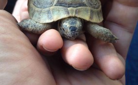 come allevare le tartarughe di terra in giardino