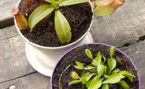 piante carnivore coltivazione