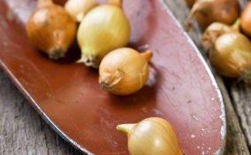 come coltivare le cipolle