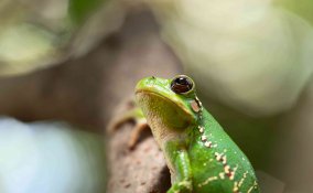 sognare rane significato