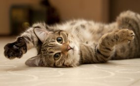 Mici, questi insaziabili