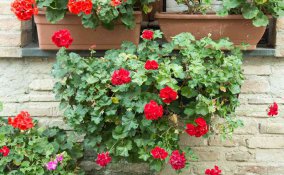 Cosa piantare a marzo sul balcone