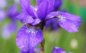 La sbocciatura dei fiori nei parchi più belli d’Italia