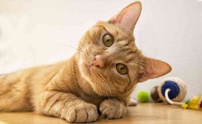 gatto american shorthair