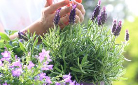 7 motivi per coltivare la lavanda