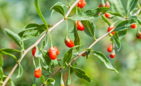 come coltivare le bacche di goji