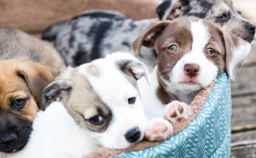 cagnolini cani cagnolina calore tempi cuccioli