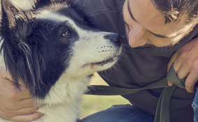 cane animale domestico incidenti problemi distrazioni rimedi