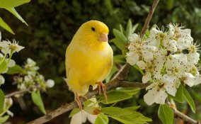 come allevare diamanti mandarini
