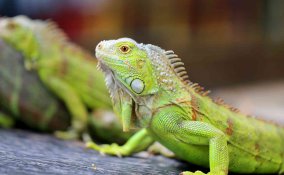 iguana verde in casa