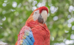 pappagalli