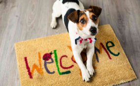 come adottare e allevare cuccioli di cane