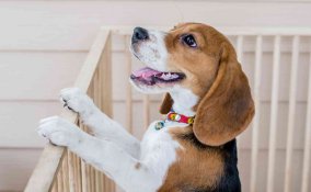 come costruire un recinto per cani