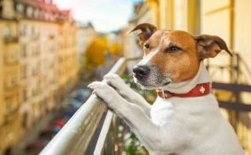 Cane che abbaia di notte cosa fare