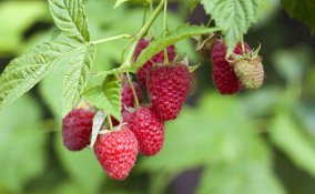 coltivazione lampone cura piante e potatura