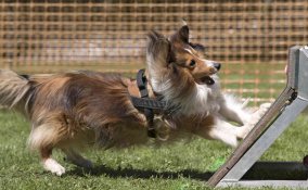 realizzare giochi intelligenti per cani