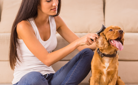 Come toelettare a casa il tuo cane