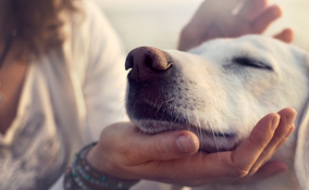 I nostri animali comprendono quello che diciamo. Lo dice la scienza