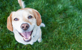 Ristoranti e SPA per cani e gatti