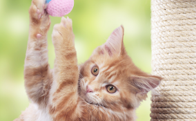 Un angolo a misura di gatto