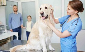 spese veterinarie detraibili 2017