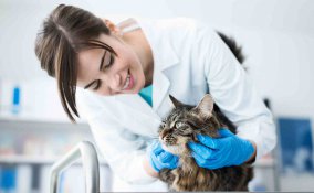 Sterilizzazione del gatto costi, decorso post operatorio e dieta 