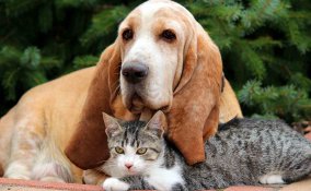 cani e gatti sentono il terremoto