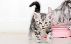 gatti, animali, alimentazione