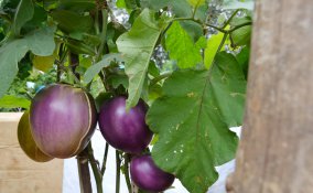 coltivare melanzane vaso, coltivare melanzane orto