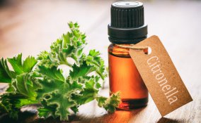 rimedi naturali, zanzare, repellenti verdi