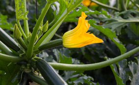coltivare zucchine vaso, coltivare zucchine balcone