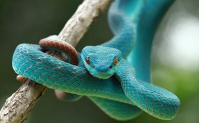 serpenti, sogni, lotto