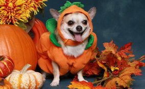 halloween, costumi, animali