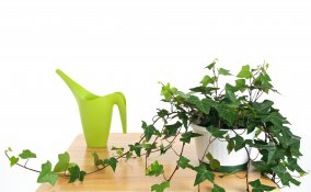 coltivare edera vaso, coltivare edera