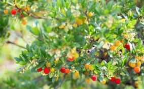 coltivare corbezzolo