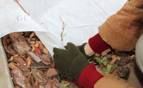 proteggere piante dal freddo, proteggere radici dal freddo, giardinaggio d’inverno