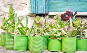 barattoli, piante grasse