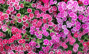 coltivare garofanino