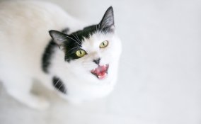 gatto che miagola, motivo, soluzioni