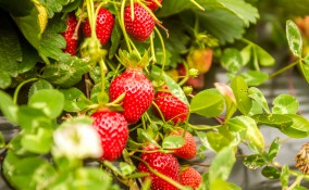 coltivare fragole, coltivare fragole orto