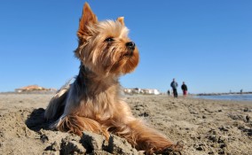 cane spiaggia consigli