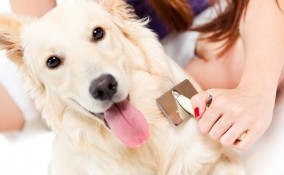 cane, spazzola, animali