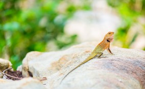 interpretare sogni, sognare lucertole, simbologia