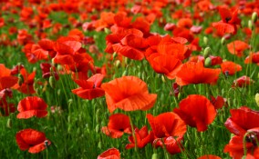 coltivare papaveri, coltivazione papaveri