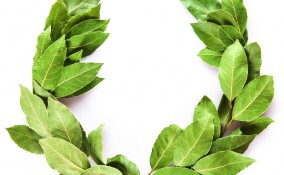 come fare corona alloro, corona alloro laurea