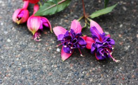 fucsia appassita, coltivare fucsia