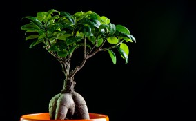 bonsai ginseng cura
