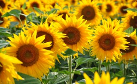 curare girasoli, coltivare girasoli