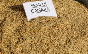 semi di canapa
