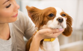 orecchie, cane, pulizia,